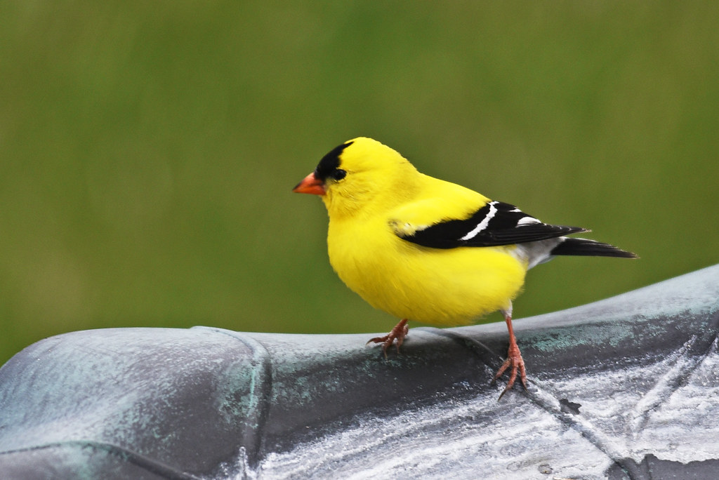 The American Goldfinch and Personal Growth