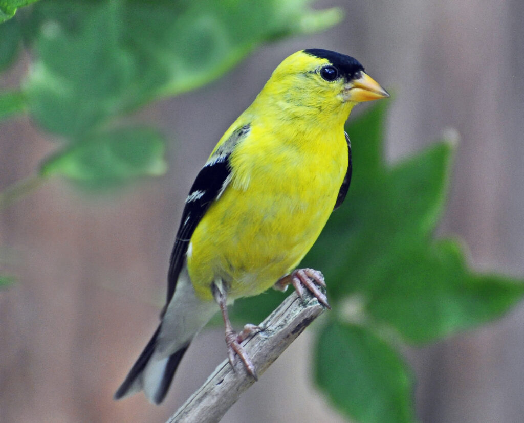 The Spiritual Significance of the American Goldfinch