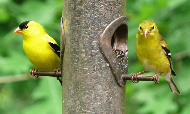 Environmental Significance of the American Goldfinch