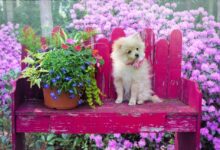 Pet-Friendly Plants for Homes with Cats, Dogs, and Birds