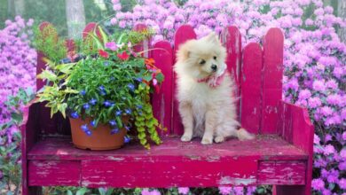 Pet-Friendly Plants for Homes with Cats, Dogs, and Birds