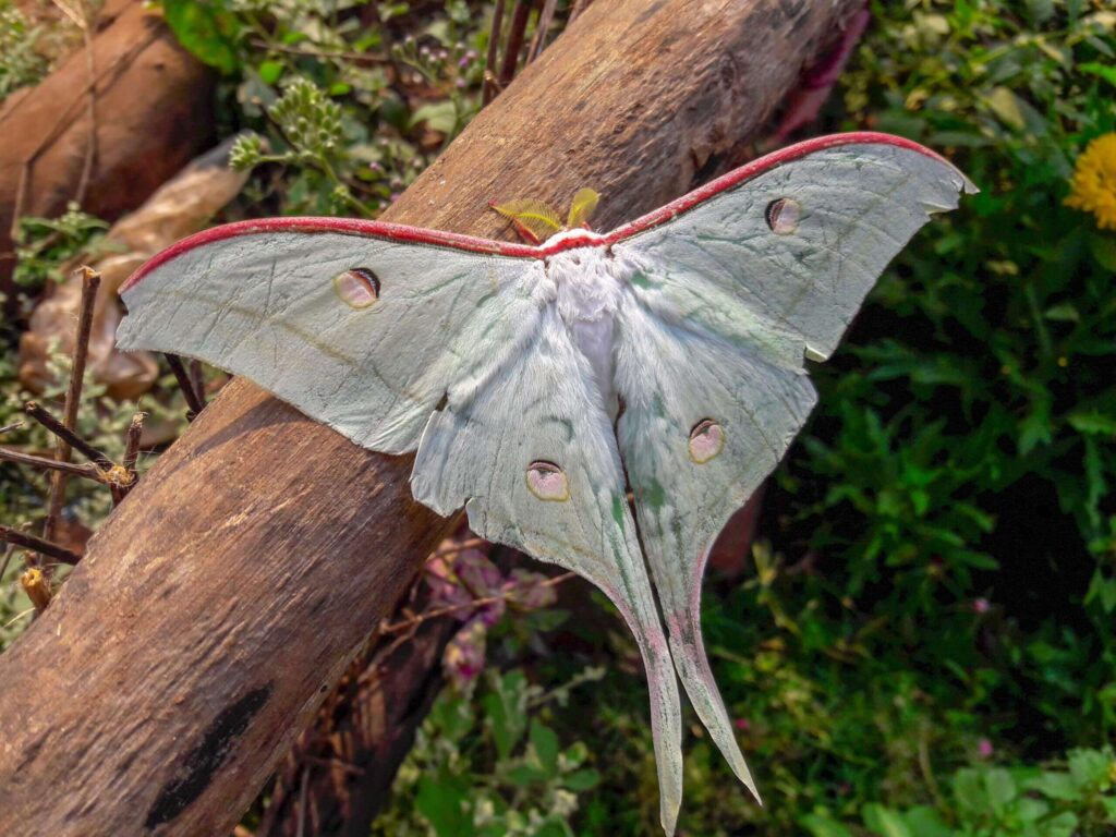 How to Attract Moths to Your Garden