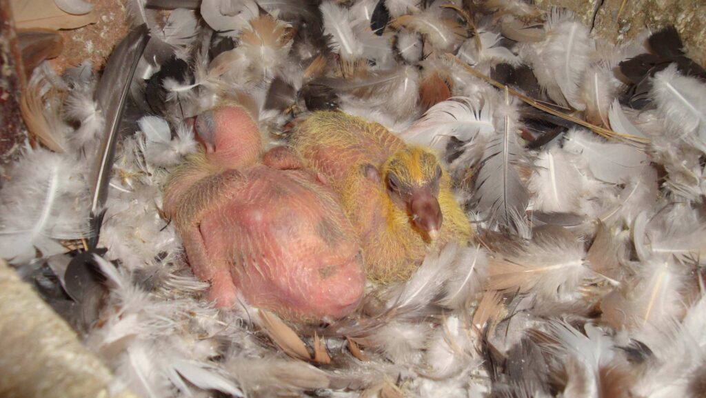 Common Myths About Baby Pigeons