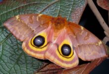 Spiritual Significance of Moths