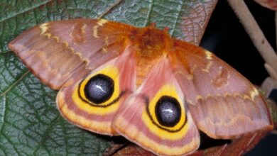 Spiritual Significance of Moths