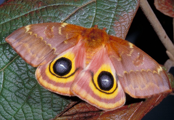 Spiritual Significance of Moths