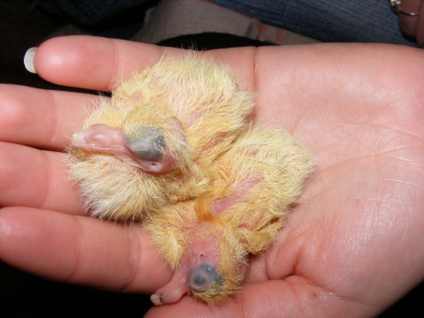 The Early Life of a Baby Pigeon