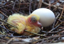 baby pigeons