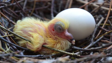 baby pigeons