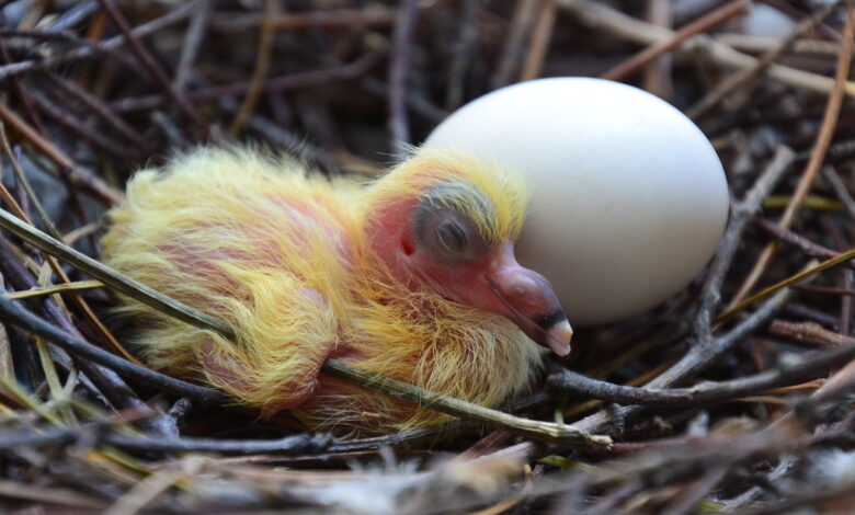 baby pigeons