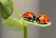 ladybugs spiritual meanings