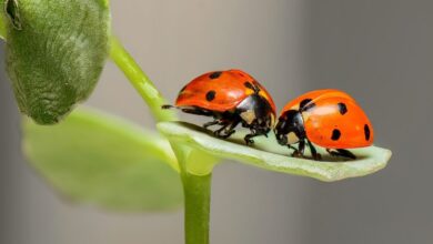 ladybugs spiritual meanings