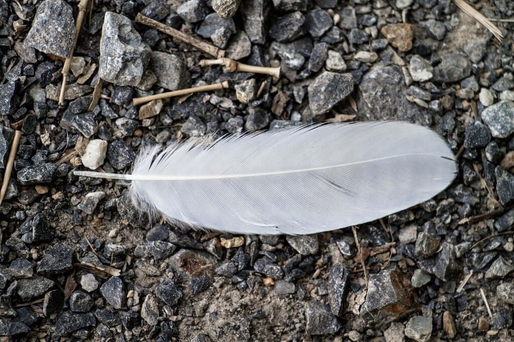 Feather Colors and Their Meanings  