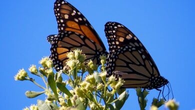 Monarch Butterfly Symbolism & Spiritual Meanings