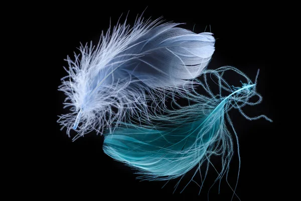 Feather Colors and Their Meanings  